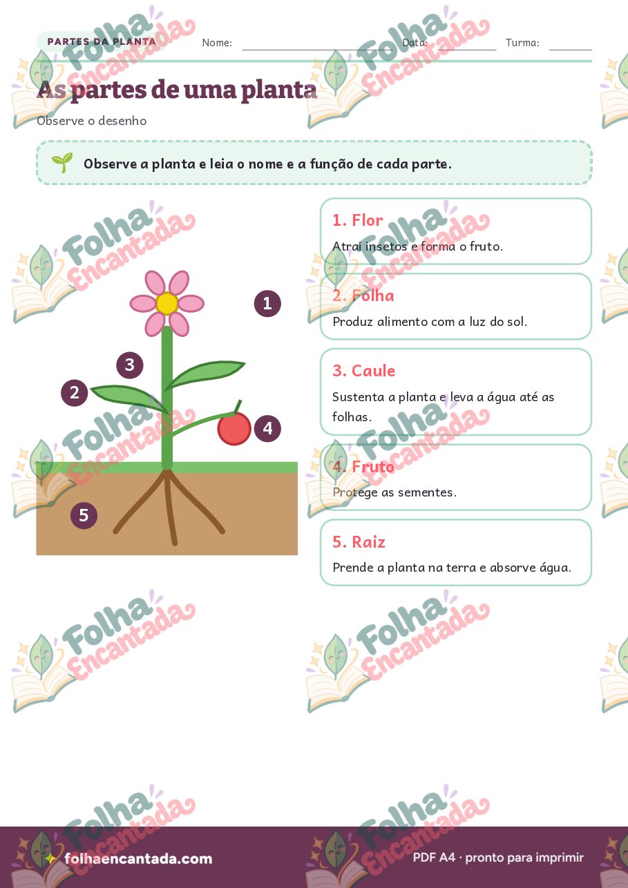 Prévia da página 2 de Partes da Planta em Atividades de Ciências